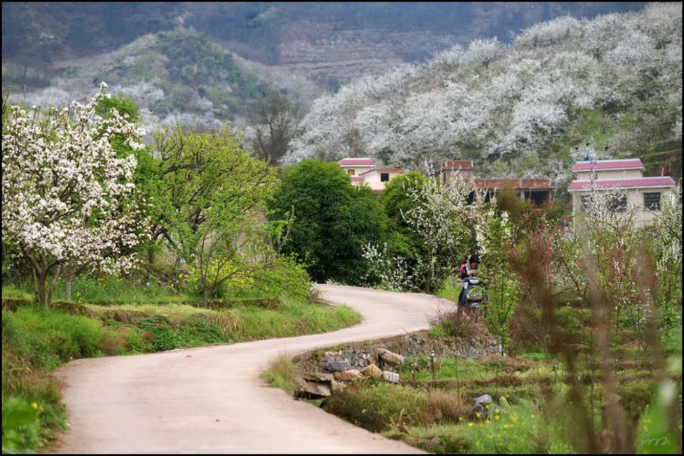 【春天,广西桂林灌阳县向您发出邀请!】我们在灌阳看梨花 - 游山玩水 - 怒江生活社区 - 怒江28生活网 nujiang.28life.com