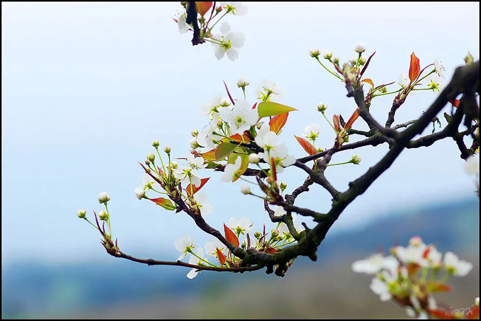 【春天,广西桂林灌阳县向您发出邀请!】我们在灌阳看梨花 - 游山玩水 - 怒江生活社区 - 怒江28生活网 nujiang.28life.com