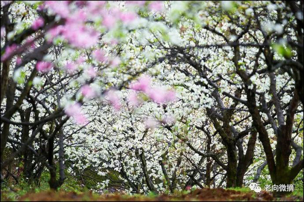【春天,广西桂林灌阳县向您发出邀请!】我们在灌阳看梨花 - 游山玩水 - 怒江生活社区 - 怒江28生活网 nujiang.28life.com