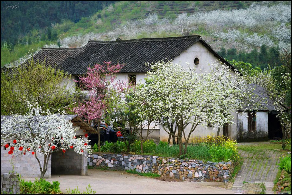 【春天,广西桂林灌阳县向您发出邀请!】我们在灌阳看梨花 - 游山玩水 - 怒江生活社区 - 怒江28生活网 nujiang.28life.com