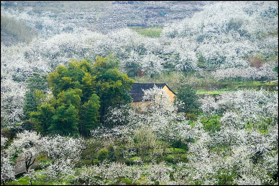 【春天,广西桂林灌阳县向您发出邀请!】我们在灌阳看梨花 - 游山玩水 - 怒江生活社区 - 怒江28生活网 nujiang.28life.com