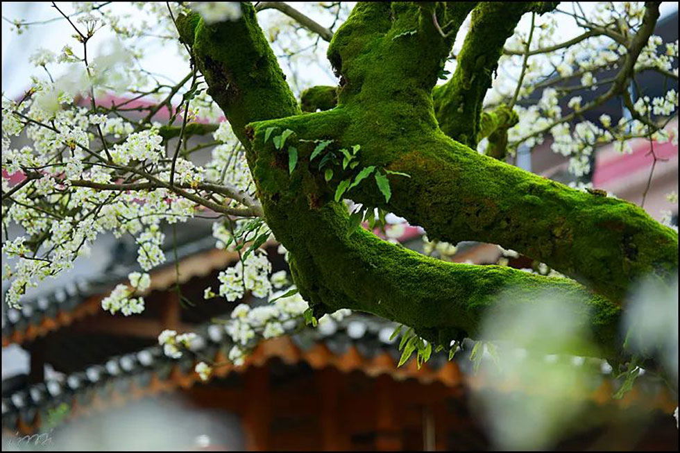 【春天,广西桂林灌阳县向您发出邀请!】我们在灌阳看梨花 - 游山玩水 - 怒江生活社区 - 怒江28生活网 nujiang.28life.com