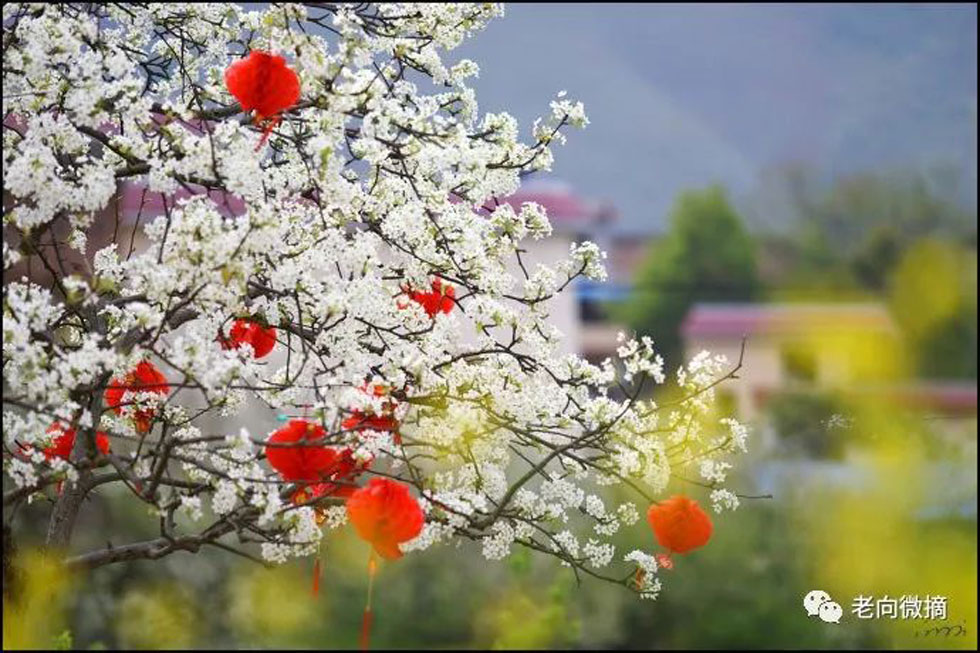 【春天,广西桂林灌阳县向您发出邀请!】我们在灌阳看梨花 - 游山玩水 - 怒江生活社区 - 怒江28生活网 nujiang.28life.com