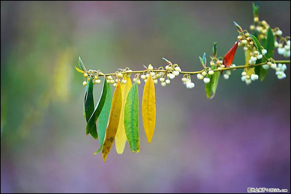 【春天，广西桂林灌阳县向您发出邀请！】米珠山前有片山苍子花在飘香 - 游山玩水 - 怒江生活社区 - 怒江28生活网 nujiang.28life.com