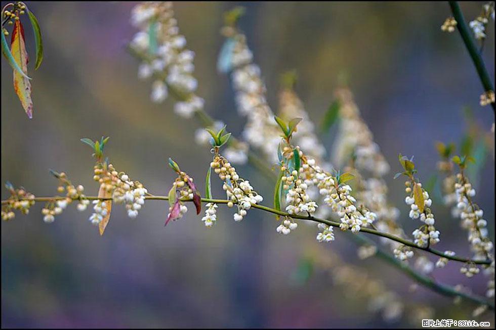 【春天，广西桂林灌阳县向您发出邀请！】米珠山前有片山苍子花在飘香 - 游山玩水 - 怒江生活社区 - 怒江28生活网 nujiang.28life.com