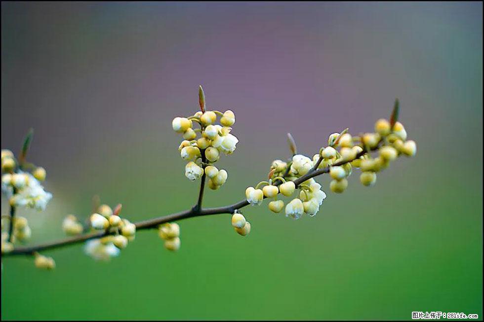 【春天，广西桂林灌阳县向您发出邀请！】米珠山前有片山苍子花在飘香 - 游山玩水 - 怒江生活社区 - 怒江28生活网 nujiang.28life.com