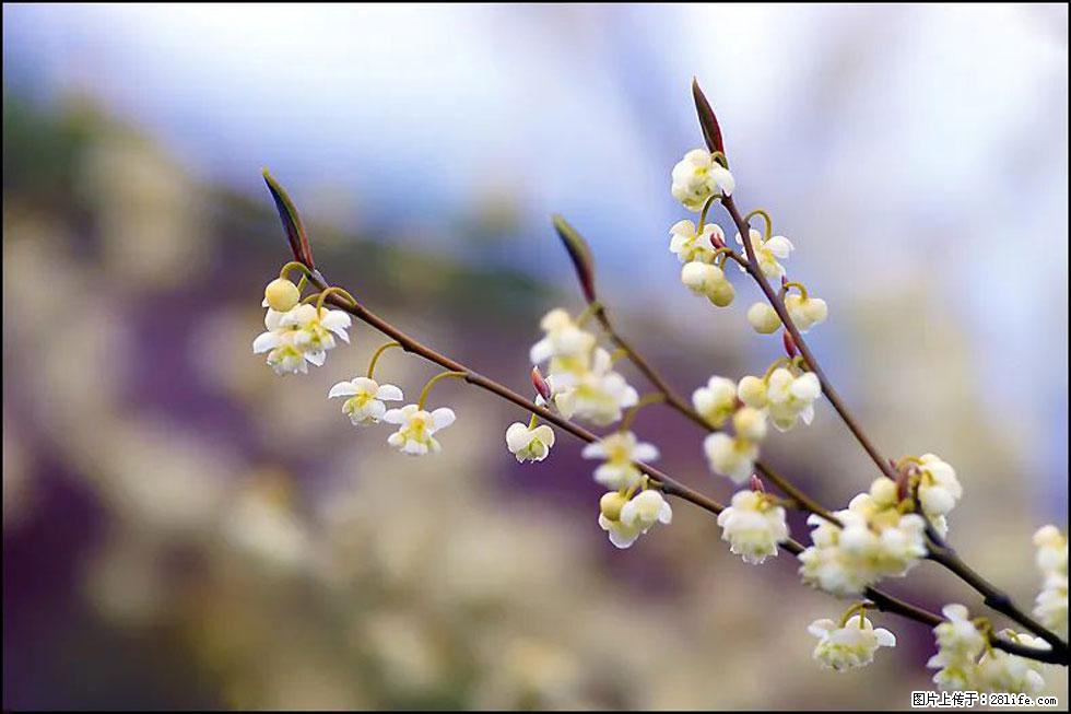 【春天，广西桂林灌阳县向您发出邀请！】米珠山前有片山苍子花在飘香 - 游山玩水 - 怒江生活社区 - 怒江28生活网 nujiang.28life.com