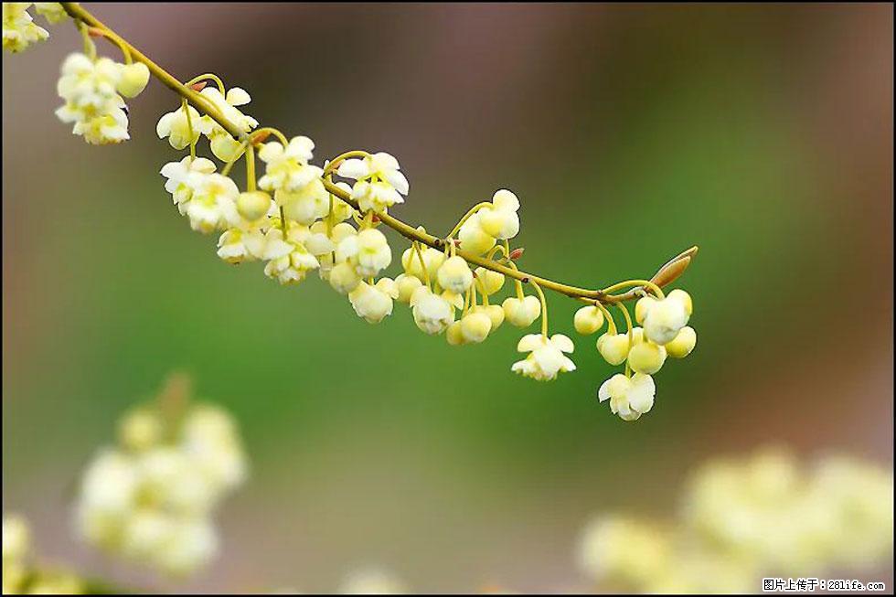 【春天，广西桂林灌阳县向您发出邀请！】米珠山前有片山苍子花在飘香 - 游山玩水 - 怒江生活社区 - 怒江28生活网 nujiang.28life.com