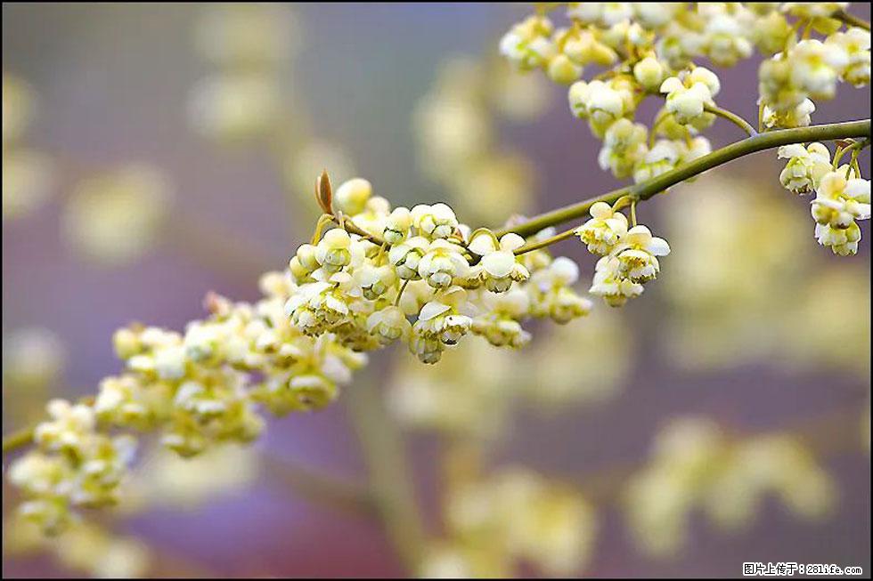 【春天，广西桂林灌阳县向您发出邀请！】米珠山前有片山苍子花在飘香 - 游山玩水 - 怒江生活社区 - 怒江28生活网 nujiang.28life.com