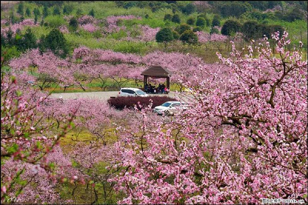 【春天,广西桂林灌阳县向您发出邀请!】官庄村有个醉美的桃花园 - 游山玩水 - 怒江生活社区 - 怒江28生活网 nujiang.28life.com
