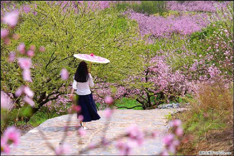【春天,广西桂林灌阳县向您发出邀请!】官庄村有个醉美的桃花园 - 游山玩水 - 怒江生活社区 - 怒江28生活网 nujiang.28life.com