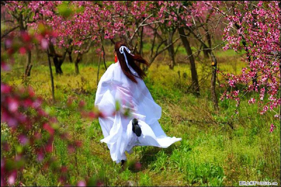 【春天,广西桂林灌阳县向您发出邀请!】官庄村有个醉美的桃花园 - 游山玩水 - 怒江生活社区 - 怒江28生活网 nujiang.28life.com