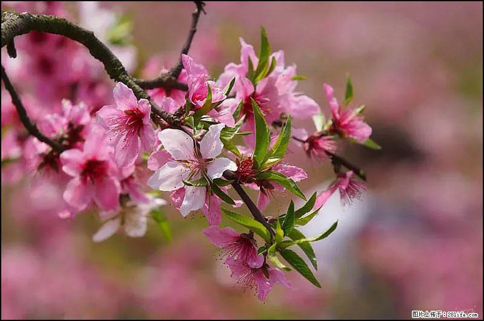 【春天,广西桂林灌阳县向您发出邀请!】官庄村有个醉美的桃花园 - 游山玩水 - 怒江生活社区 - 怒江28生活网 nujiang.28life.com