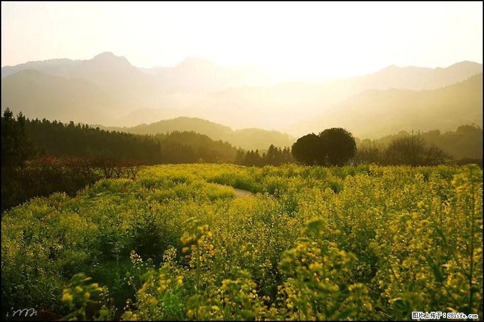 【春天,广西桂林灌阳县向您发出邀请!】长坪村油菜盛情花开 - 游山玩水 - 怒江生活社区 - 怒江28生活网 nujiang.28life.com