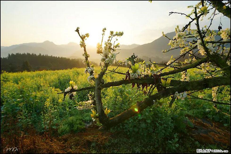 【春天,广西桂林灌阳县向您发出邀请!】长坪村油菜盛情花开 - 游山玩水 - 怒江生活社区 - 怒江28生活网 nujiang.28life.com