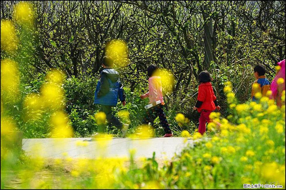 【春天,广西桂林灌阳县向您发出邀请!】长坪村油菜盛情花开 - 游山玩水 - 怒江生活社区 - 怒江28生活网 nujiang.28life.com