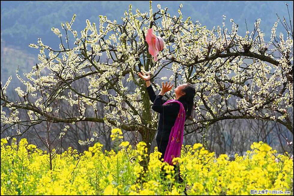 【春天,广西桂林灌阳县向您发出邀请!】长坪村油菜盛情花开 - 游山玩水 - 怒江生活社区 - 怒江28生活网 nujiang.28life.com