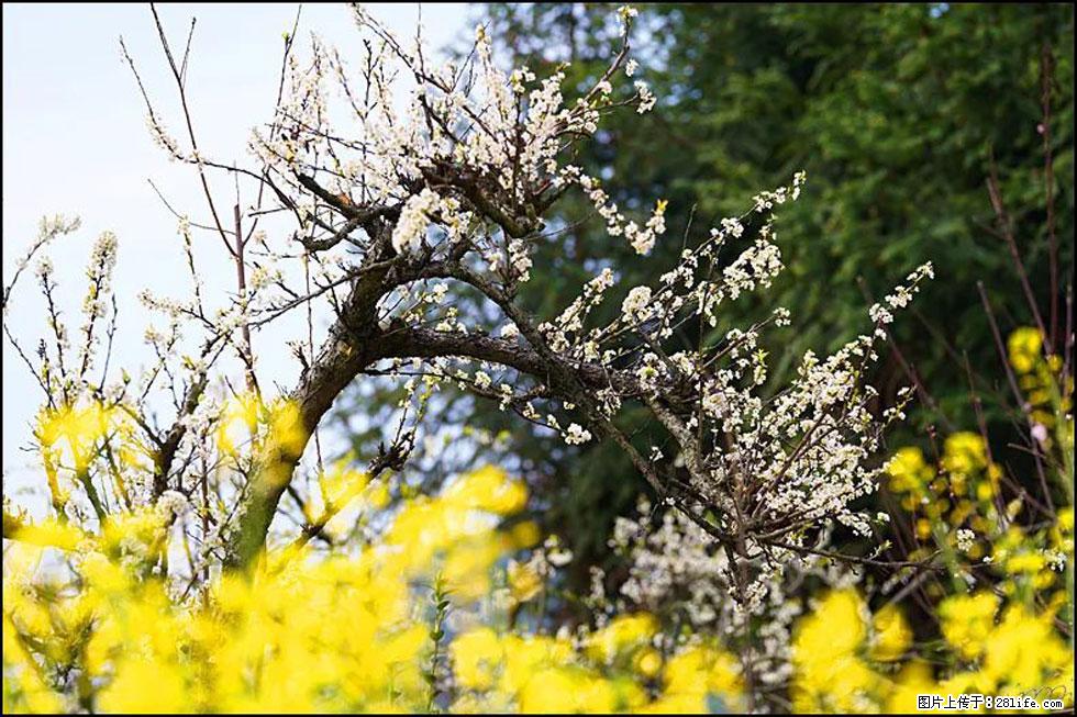 【春天,广西桂林灌阳县向您发出邀请!】长坪村油菜盛情花开 - 游山玩水 - 怒江生活社区 - 怒江28生活网 nujiang.28life.com