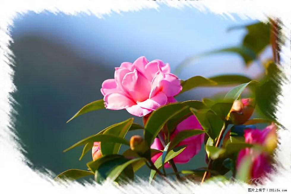 【春天,广西桂林灌阳县向您发出邀请!】杨柳井茶花惹人爱 - 游山玩水 - 怒江生活社区 - 怒江28生活网 nujiang.28life.com