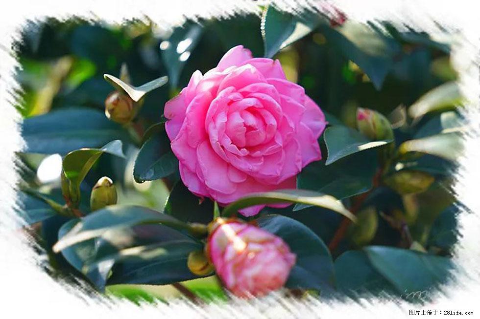 【春天,广西桂林灌阳县向您发出邀请!】杨柳井茶花惹人爱 - 游山玩水 - 怒江生活社区 - 怒江28生活网 nujiang.28life.com