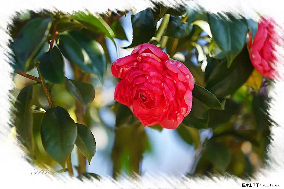 【春天,广西桂林灌阳县向您发出邀请!】杨柳井茶花惹人爱 - 游山玩水 - 怒江生活社区 - 怒江28生活网 nujiang.28life.com