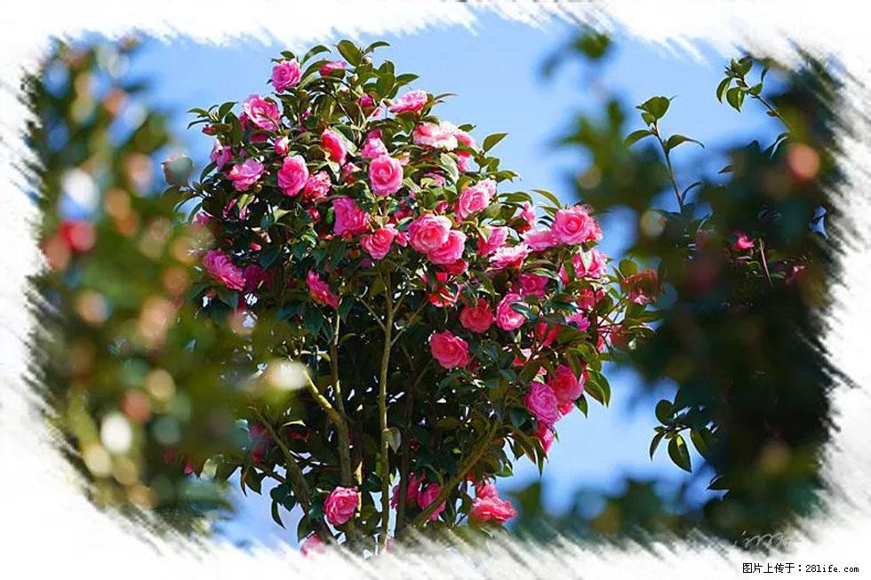 【春天,广西桂林灌阳县向您发出邀请!】杨柳井茶花惹人爱 - 游山玩水 - 怒江生活社区 - 怒江28生活网 nujiang.28life.com