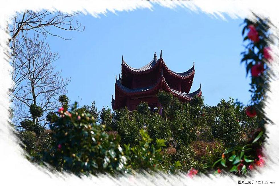 【春天,广西桂林灌阳县向您发出邀请!】杨柳井茶花惹人爱 - 游山玩水 - 怒江生活社区 - 怒江28生活网 nujiang.28life.com