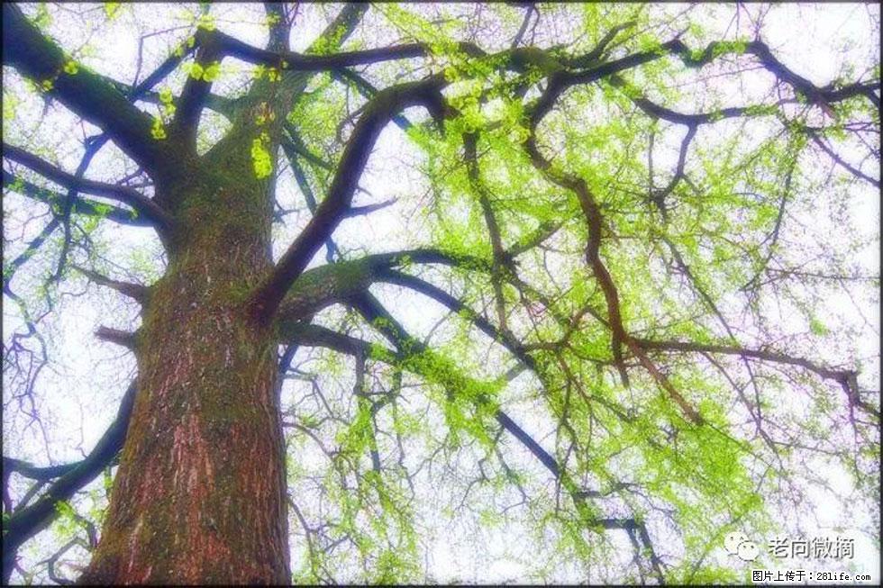 【春天，广西桂林灌阳县向您发出邀请！】在小龙村与春天约会 - 游山玩水 - 怒江生活社区 - 怒江28生活网 nujiang.28life.com