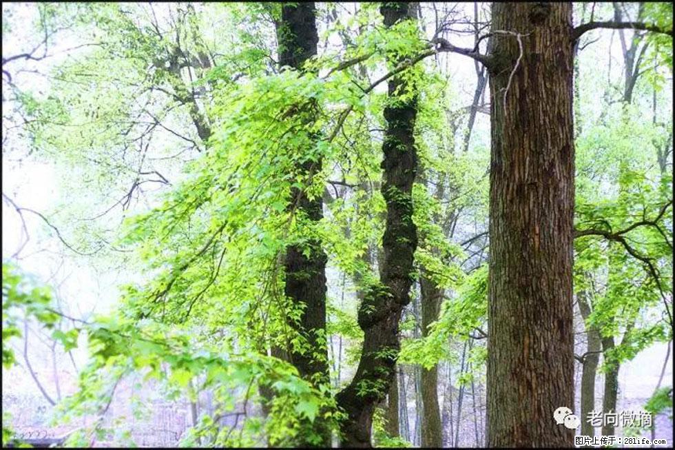 【春天，广西桂林灌阳县向您发出邀请！】在小龙村与春天约会 - 游山玩水 - 怒江生活社区 - 怒江28生活网 nujiang.28life.com