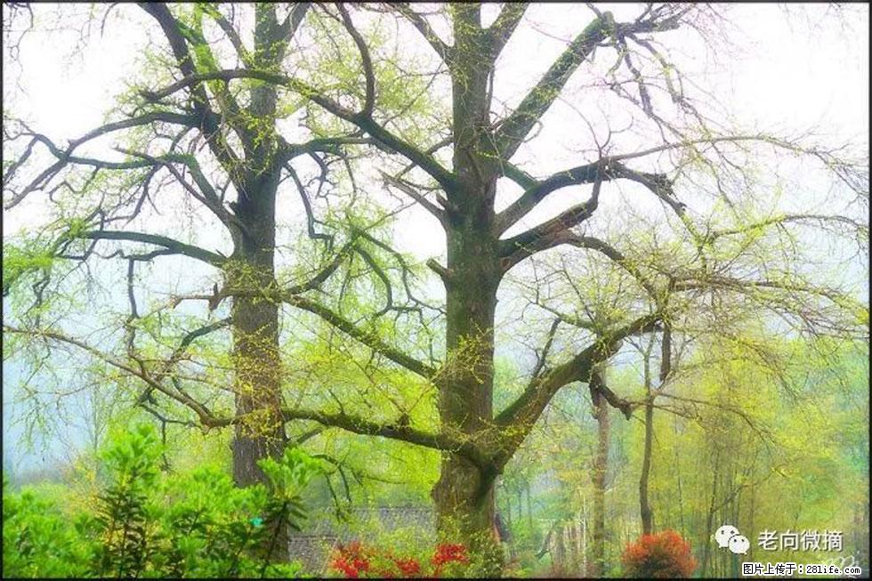 【春天，广西桂林灌阳县向您发出邀请！】在小龙村与春天约会 - 游山玩水 - 怒江生活社区 - 怒江28生活网 nujiang.28life.com