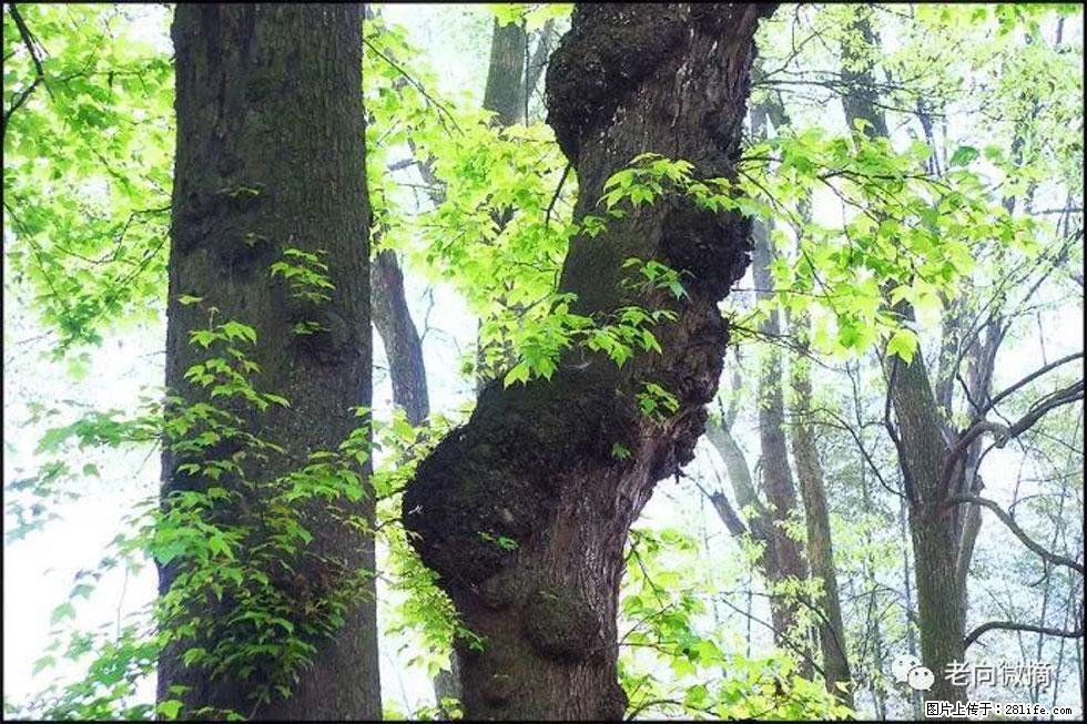 【春天，广西桂林灌阳县向您发出邀请！】在小龙村与春天约会 - 游山玩水 - 怒江生活社区 - 怒江28生活网 nujiang.28life.com