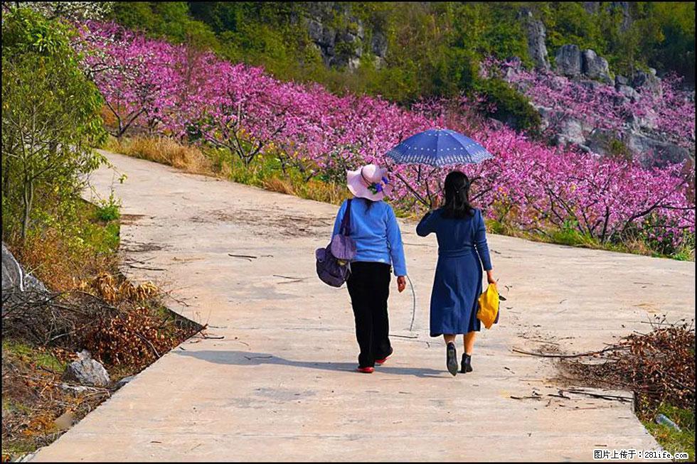 【春天，广西桂林灌阳县向您发出邀请！】望月岭上桃花开 - 游山玩水 - 怒江生活社区 - 怒江28生活网 nujiang.28life.com
