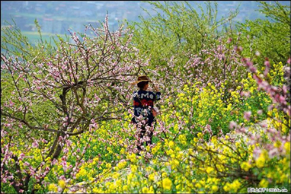 【春天，广西桂林灌阳县向您发出邀请！】望月岭上桃花开 - 游山玩水 - 怒江生活社区 - 怒江28生活网 nujiang.28life.com