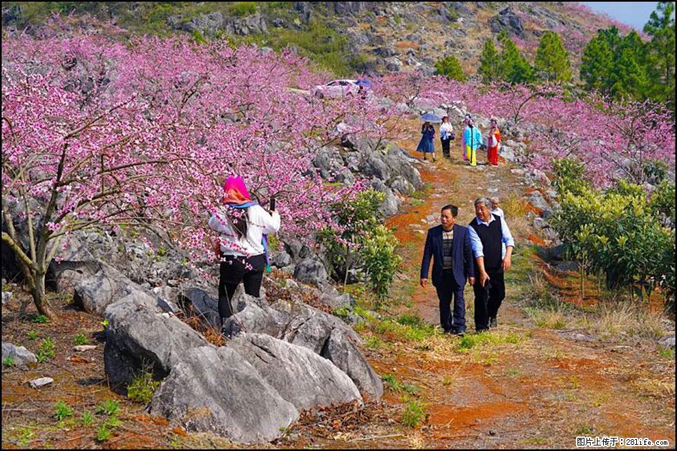 【春天，广西桂林灌阳县向您发出邀请！】望月岭上桃花开 - 游山玩水 - 怒江生活社区 - 怒江28生活网 nujiang.28life.com
