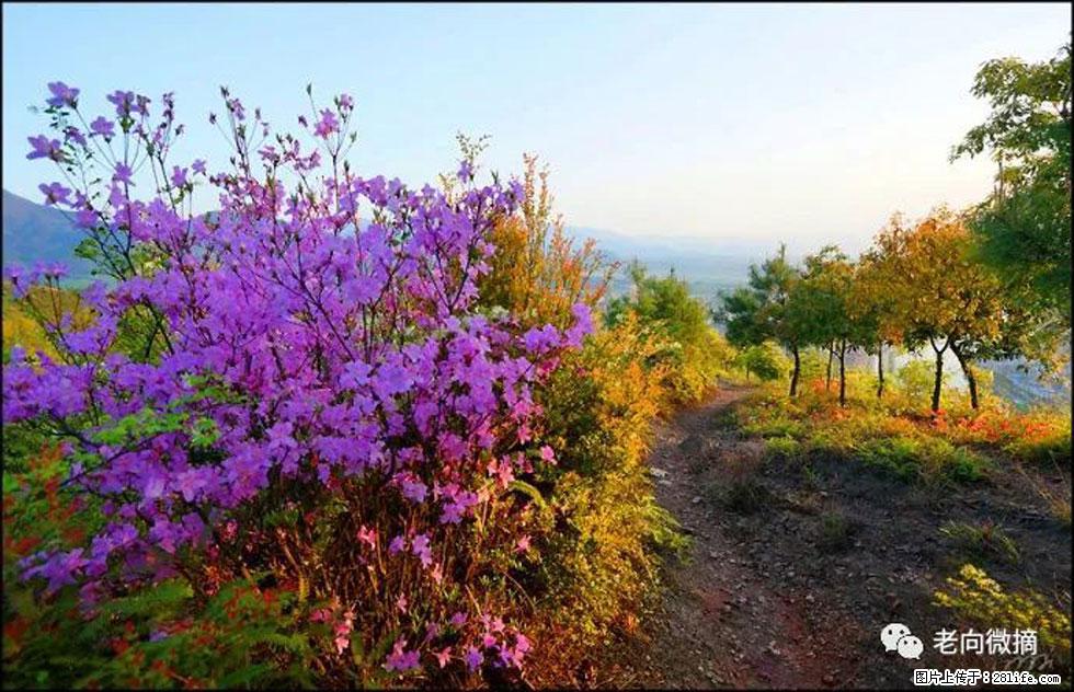 【春天，广西桂林灌阳县向您发出邀请！】登麒麟山，相约映山红 - 游山玩水 - 怒江生活社区 - 怒江28生活网 nujiang.28life.com