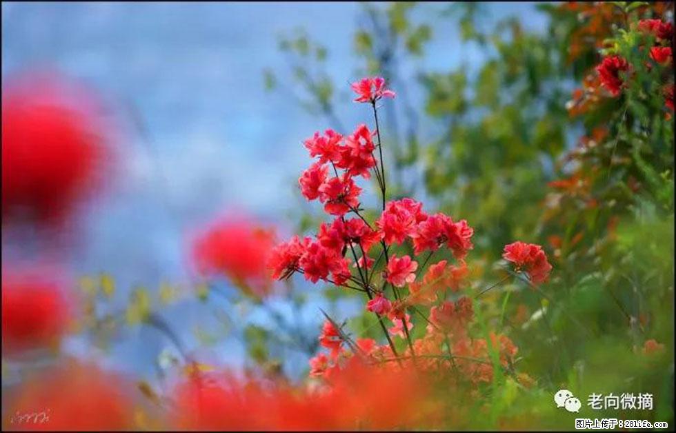 【春天，广西桂林灌阳县向您发出邀请！】登麒麟山，相约映山红 - 游山玩水 - 怒江生活社区 - 怒江28生活网 nujiang.28life.com