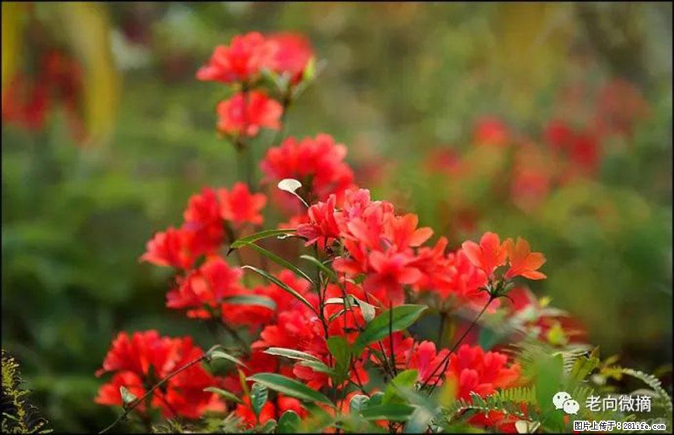 【春天，广西桂林灌阳县向您发出邀请！】登麒麟山，相约映山红 - 游山玩水 - 怒江生活社区 - 怒江28生活网 nujiang.28life.com