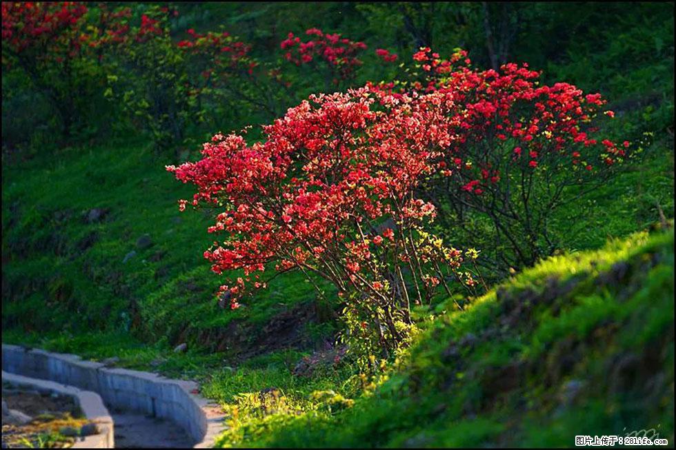 【春天，广西桂林灌阳县向您发出邀请！】春木界上映山红 - 游山玩水 - 怒江生活社区 - 怒江28生活网 nujiang.28life.com