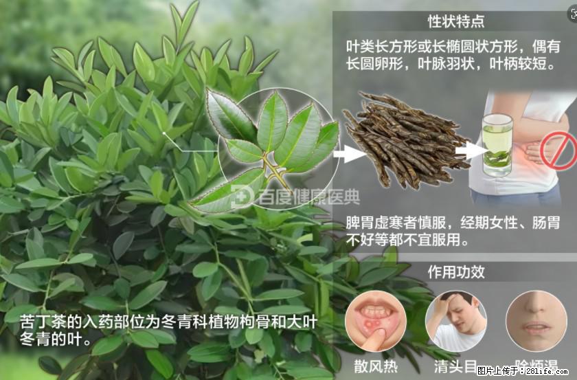 苦丁茶有哪些功效和作用 - 生活百科 - 怒江生活社区 - 怒江28生活网 nujiang.28life.com
