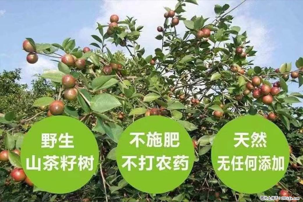 【灌阳县油茶产业示范区】一个有着充实的精神生活的人，对待身外之物自会有一种淡泊的态度 - 美食天地 - 怒江生活社区 - 怒江28生活网 nujiang.28life.com