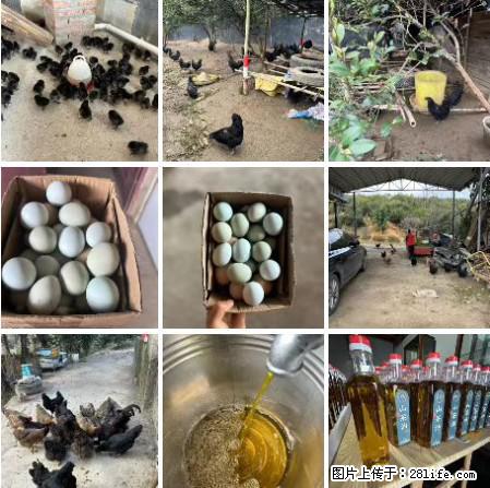 油茶园从小鸡仔开始养起的纯土鸡、土鸡蛋可以预定啦！还有前几天刚榨的纯山茶油哦 - 美食天地 - 怒江生活社区 - 怒江28生活网 nujiang.28life.com