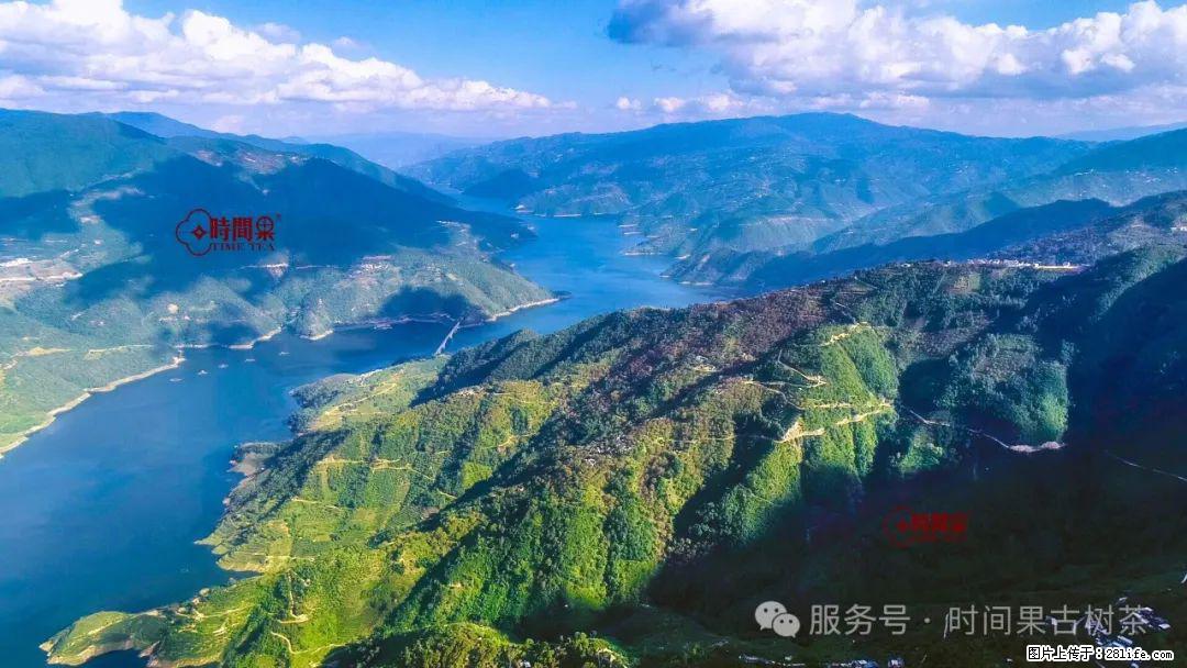 时间果百年古树龙珠普洱生茶 - 购物交流 - 怒江生活社区 - 怒江28生活网 nujiang.28life.com