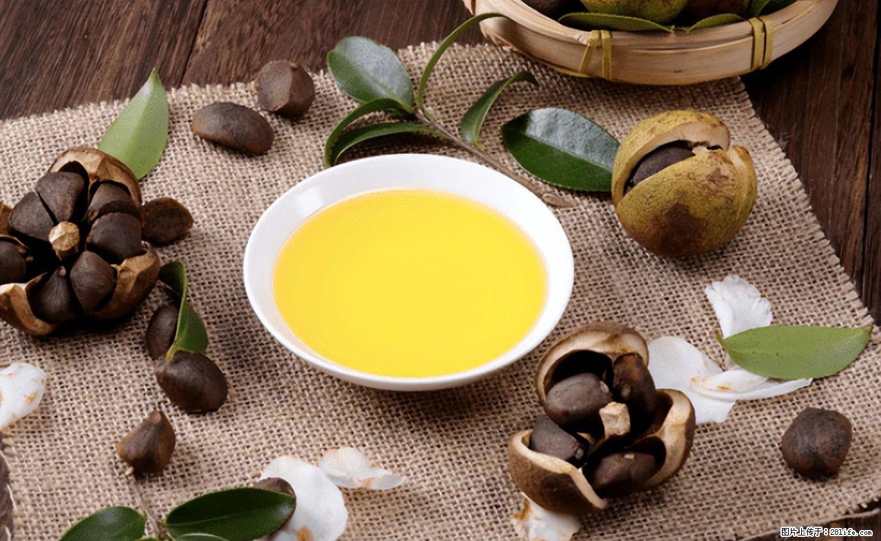揭秘茶油的5大核心营养成分！被称为人体健康的“守护盾”！ - 怒江生活资讯 - 怒江28生活网 nujiang.28life.com