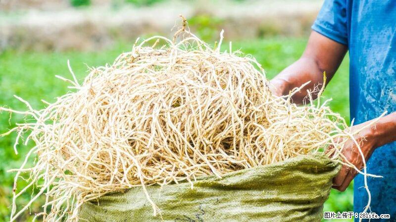 堪称“最难吃”的蔬菜,却是 “抗辐射神器”,还能护肺、清热、止咳化痰! - 怒江生活资讯 - 怒江28生活网 nujiang.28life.com